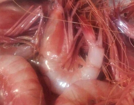 Gambas de Palamós Gambas de Palamós